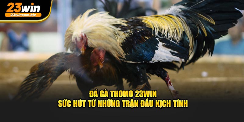 da-ga-thomo-23win-suc-hut-tu-nhung-tran-dau-kich-tinh