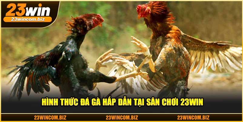 Tổng quan vài nét về đá gà 23WIN