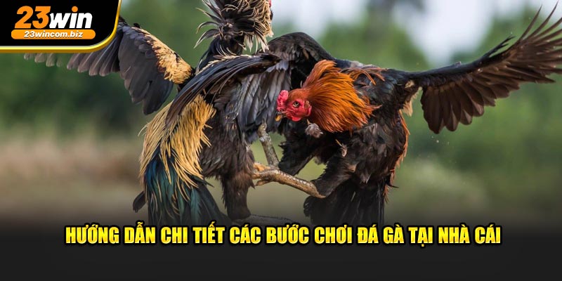 Hướng dẫn từng bước chơi đá gà tại nhà cái 23Win