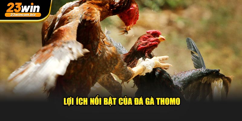 Lợi ích nổi bật của đá gà Thomo