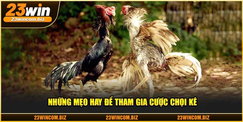 Những mẹo hay để tham gia cược chọi kê