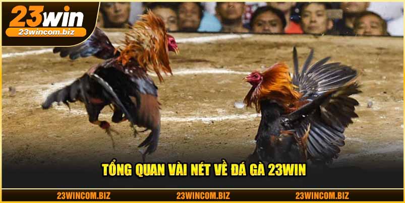 Tổng quan vài nét về đá gà 23WIN