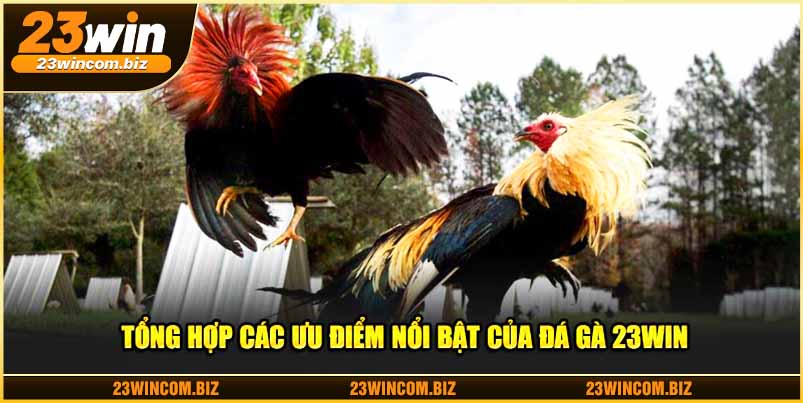 Tổng hợp các ưu điểm nổi bật của đá gà 23WIN