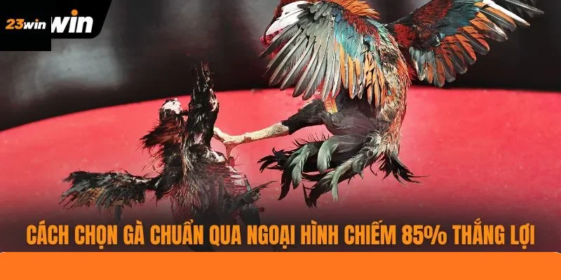 Cách Chọn Gà Chuẩn Qua Ngoại Hình Chiếm 85% Thắng Lợi