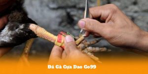 Đá Gà Cựa Dao Go99 – Lý Do Khiến Game Này Luôn Hot Trong Giới Cá Cược