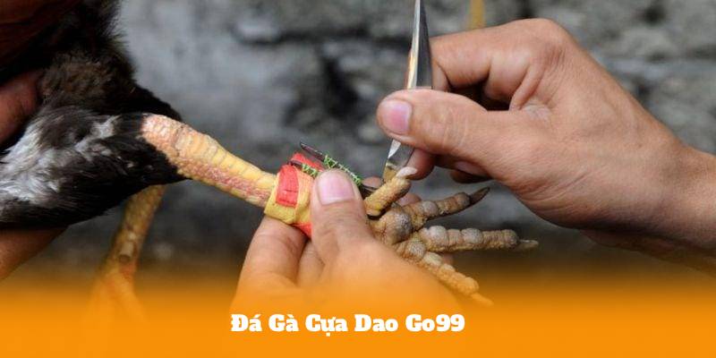 Đá Gà Cựa Dao Go99 – Lý Do Khiến Game Này Luôn Hot Trong Giới Cá Cược