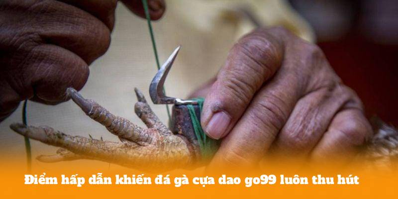 Điểm hấp dẫn khiến đá gà cựa dao go99 luôn thu hút