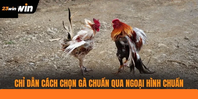 Chỉ dẫn cách chọn gà chuẩn qua ngoại hình chuẩn