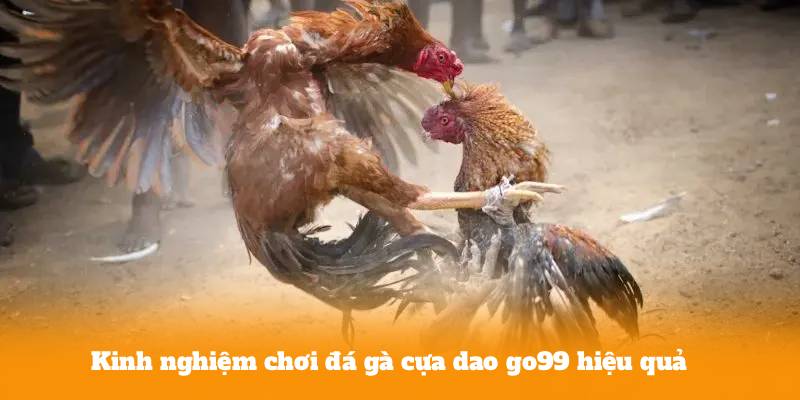 Kinh nghiệm chơi đá gà cựa dao go99 hiệu quả