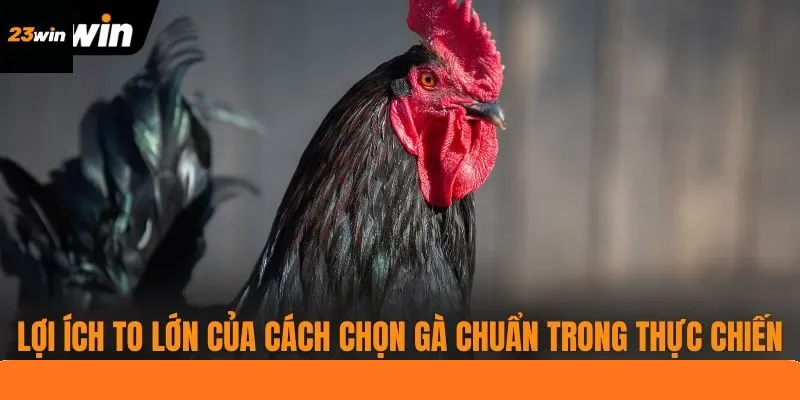 Lợi ích to lớn của cách chọn gà chuẩn trong thực chiến