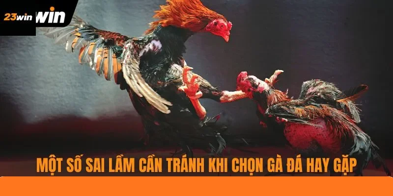 Một số sai lầm cần tránh khi chọn gà đá hay gặp